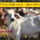 Go to CATTLE FOR SALE - 300 COWS PTIC