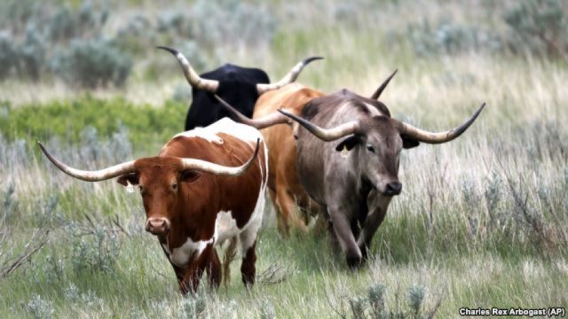 Cattle Replace Bison to Restore US Grassland Health