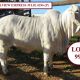 Go to Hillview Brahman Heifers  Bound for Gympie