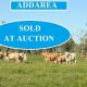 Addarea - Winton