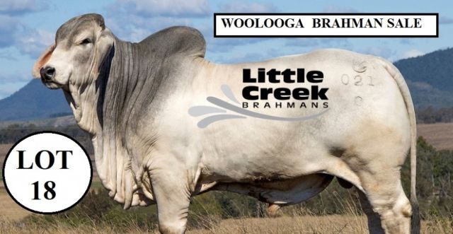 Little Creek Brahmans