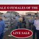 SALE O SALE O SALE O