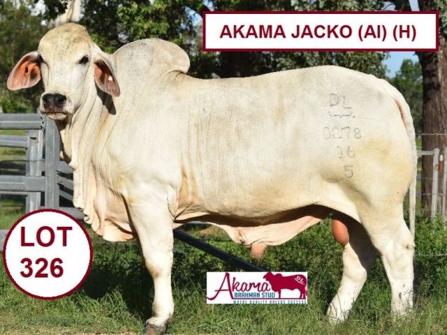 AKAMA BRAHMANS BIG COUNTRY BULLS