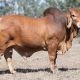 OOLINE Brahman Stud Brahman Sale Week Bulls