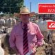 Go to Ponderosa Brahman Bull Sale (RESULTS )