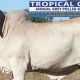 Tropical Cattle Online Sale