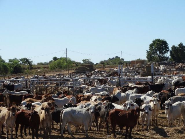 New research partnership to boost northern cattle industry