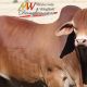 Go to Spann Droughtmasters CQ Sale Bulls