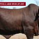 MINLACOWIE AND WINGFIELD ROMA BULLS (2019)