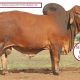 Somerview Red Brahman Stud