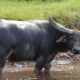 Indonesian Riverine Buffalo
