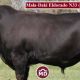 Mala-Daki Simmentals FEB All Breeds Sale