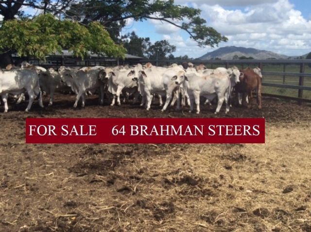 64 BRAHMAN STEERS FOR SALE