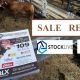CQ Invitational Droughtmaster 2022 Sale