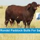 Rondel Paddock Bulls (FOR SALE)