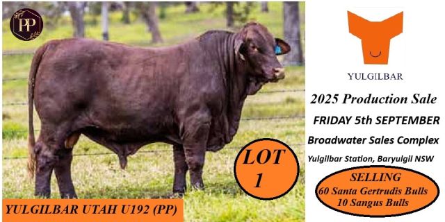 Yulgilbar  2025 Production Sale