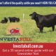 Go to You can now afford the quality cattle you need!