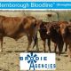 Go to 120 VGQ “Bernborough Bloodline” Droughtmaster   (Cows & Calves )