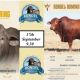 Go to Rondel’s Droughtmaster National Bull Sale 2024