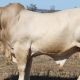 Go to Whitaker Beef Bull Sale 2024