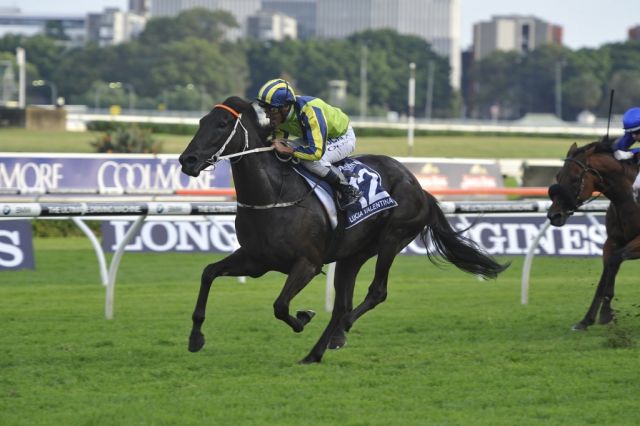 Montjeu influence in four Sydney Group One winners
