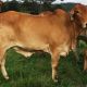 Go to JANDEE/WANDARRI BRAHMAN HEIFERS