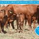 Go to 144 VGQ PTIC DROUGHTMASTER YOUNG COWS
