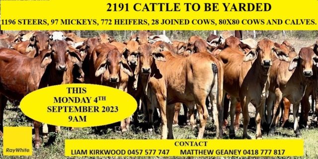 2191 CATTLE TO BE YARDED