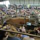 Day 1 National Droughtmaster SALE O SALE O