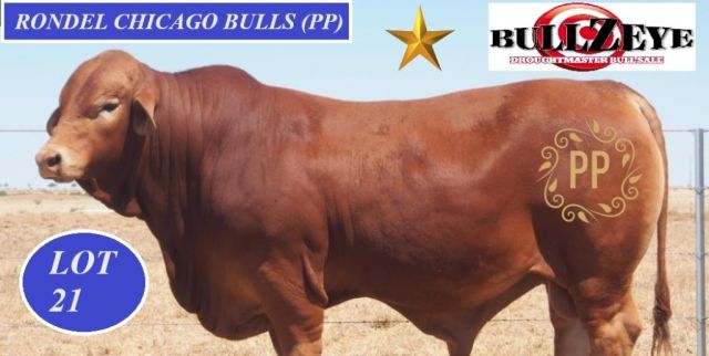 Rondel Droughtmasters  BullZeye Team