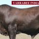 Yarrabee Santa Sale RESULTS (2020)