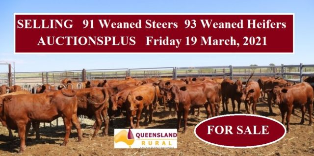 For Sale 91 Weaned Steers and 93 Weaned Heifers