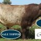Royalla Shorthorns Bull Sale