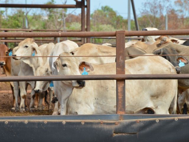 David Heath speaks out on the 50,000 head quota