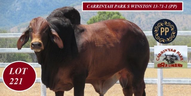 Carrinyah Park Gold City Bulls