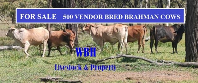 FOR SALE  500 VENDOR BRED BRAHMAN COWS