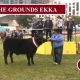 Go to AROUND THE GROUNDS AT EKKA