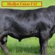 Go to MEDLYN ANGUS BULL SALE 2025