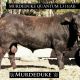 Central Queensland Bull Sale 2017 (Angus Bulls)