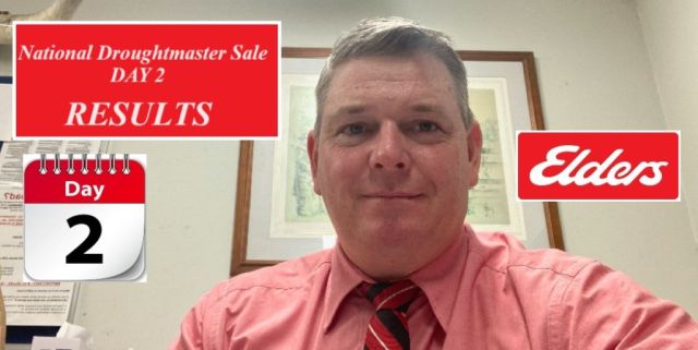 National Droughtmaster Bull Sale - Day 2