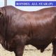 Droughtmaster Bull Sale Day Two.