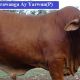 Go to Parawanga Droughtmaster Stud.