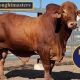 Go to Kangarin Droughtmaster (DN) Sale Bulls.