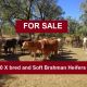 Go to 300 X bred & Soft Brahman Heifers No. 6