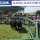 Go to Results Black Stump All Breeds Bull Sale (GDL)
