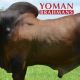 Go to Yoman Brahmans Selling Semen Packages