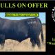 Bulliac Angus Sale 2025