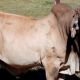 Koonandah Brahman Bull Sale