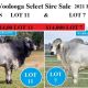 Woolooga Select Sire Sale ( 2021 )
