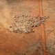 Go to Chinese group to bid for two Australian cattle properties